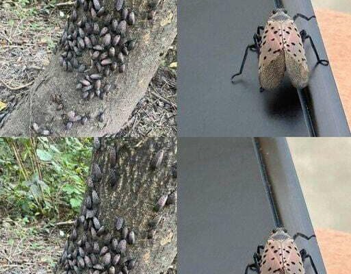 If you see this insect, get rid of it with haste.
